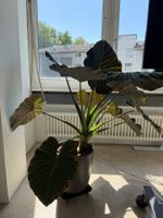 Alocasia ‘Regal Shield’