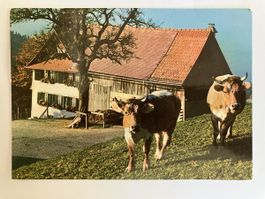 Ansichtskarte Bergwirtschaft Sonnenhof Bäretswil