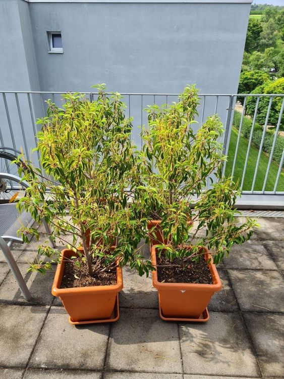Kirschlorbeer Balkon Baum Topf Pflanze Kaufen auf Ricardo