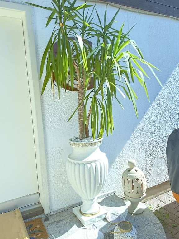 Vasen & Gefässe: pflanze mit römervase  – Gebraucht aus Adligenswil von balboa5 1