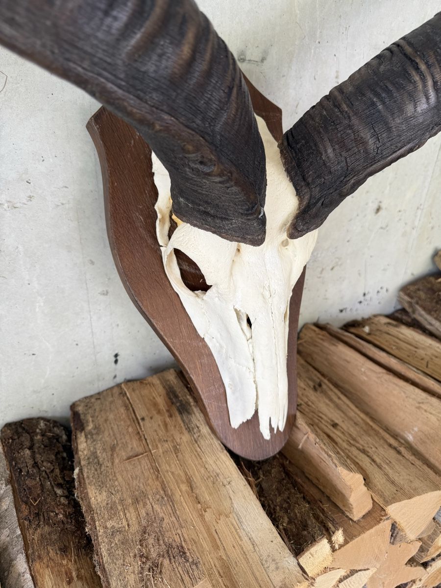 Altre raccolte & rarità: Kudu Antilope Schädeltrophäe Afrika – Usato da Stadel venduto da Atropa1969 6