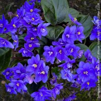Saintpaulia Ionantha – Usambaraveilchen - ganze Familie