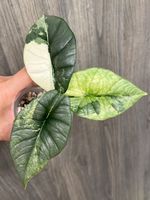 Alocasia Platinum albo rizhom