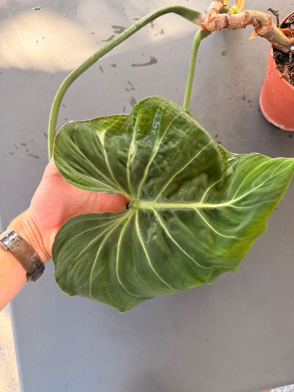 Piante & sementi: Philodendron Gloriosum – Usato da Rafz venduto da jca_98p5 2