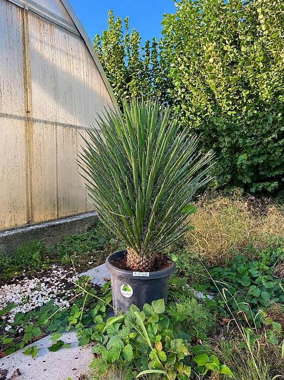 Pflanzen & Samen: Wunderschöne Yucca filifera – Neu und originalverpackt aus Zuckenriet von Thur_Plant 1