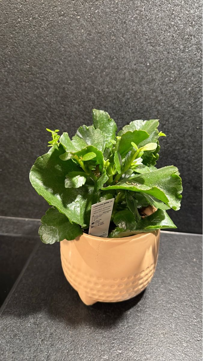 Kalanchoe Pflanze in Keramiktopf hellrosa (Gebraucht) in Kloten für CHF ...