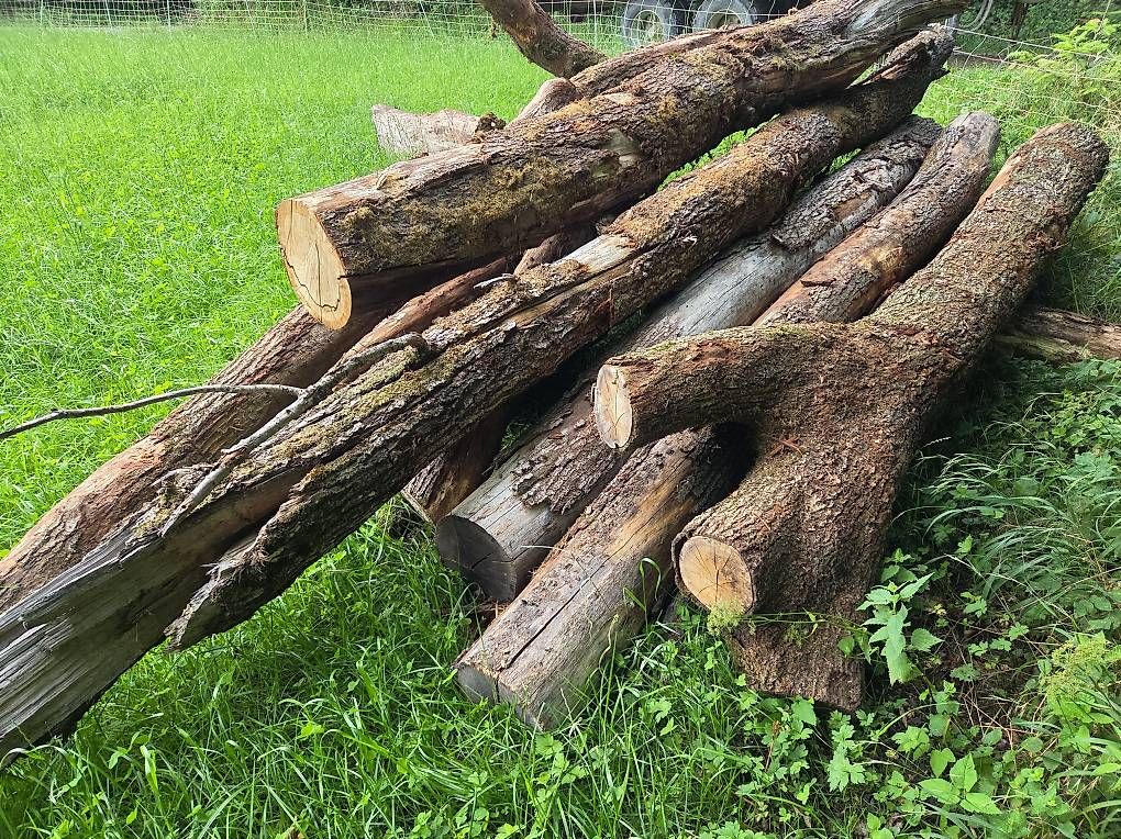Articoli in legno: krumme Eichenstämme – Usato da Mettendorf TG venduto da 892421