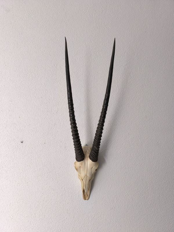 Autres collections & raretés: echten Schädel einer Oryx Antilope – D'occasion à Rüti ZH par Restwert_Rueti_ZH
