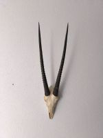 echten Schädel einer Oryx Antilope