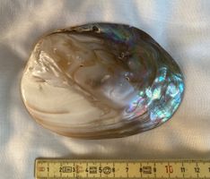 Abalone Muschel, speziell schönes Exemplar!