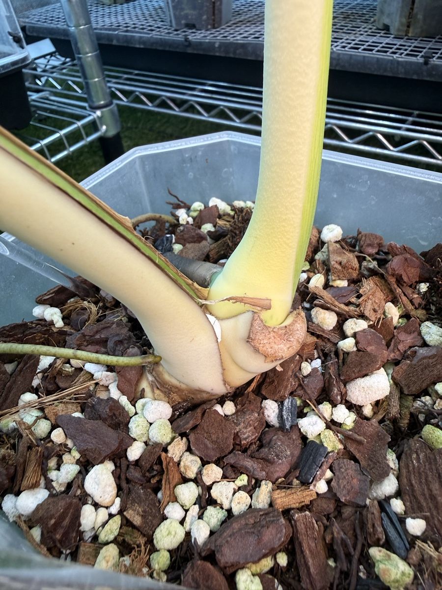Piante & sementi: Monstera Albo large form | headcutting – Usato da Morlon venduto da lucius.greenery 5