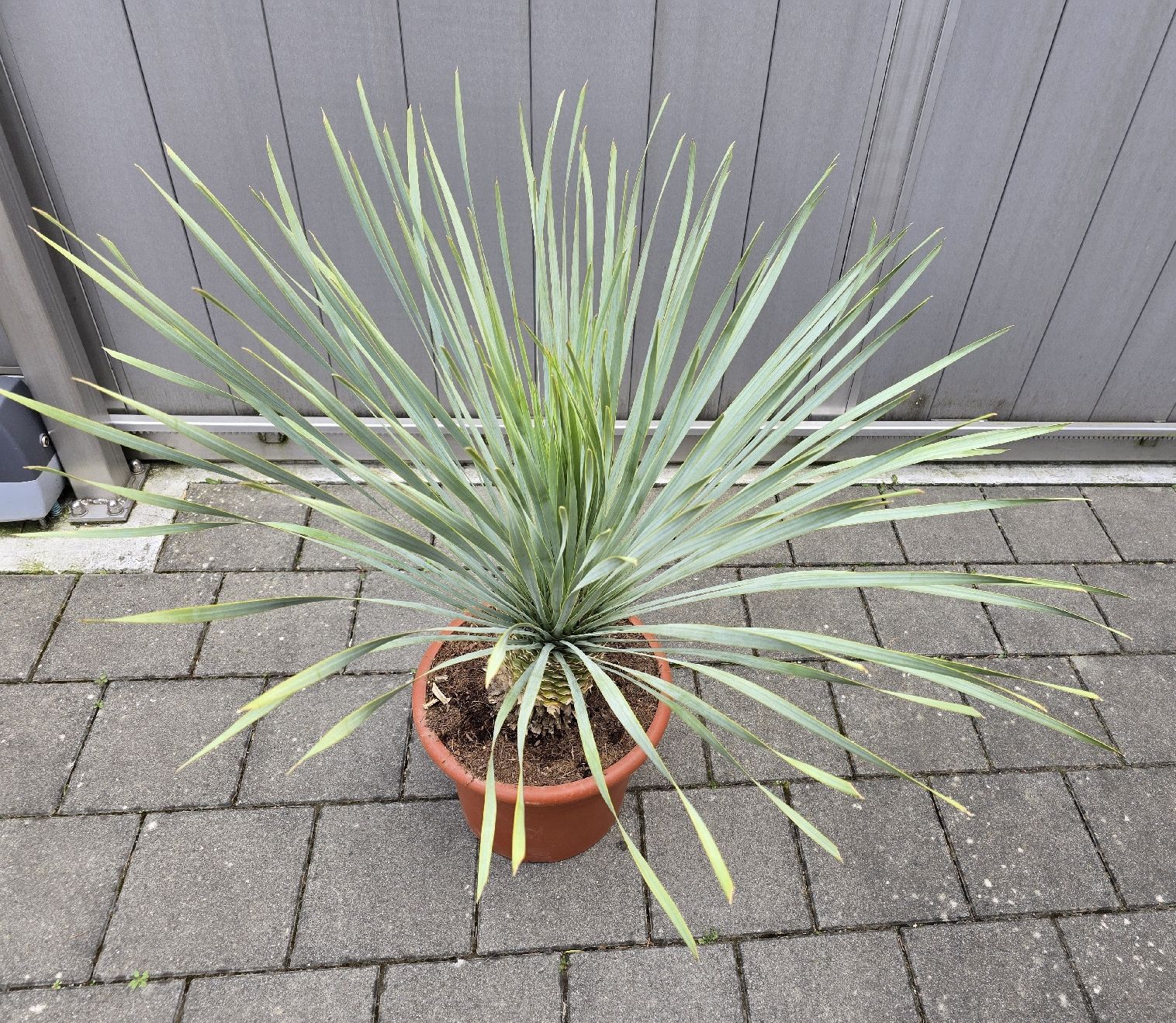 Piante & sementi: Yucca rostrata Palme – Nuovo (secondo la descrizione) da Aarburg venduto da popkorn65 2