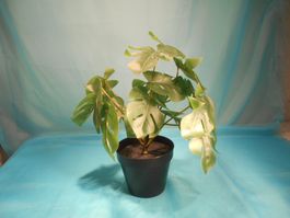 Monstera, Zimmerpflanze, IKEA