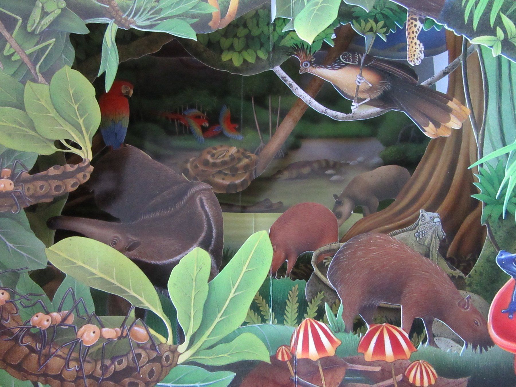 Libri: Pop - Up Buch " Foreste Tropicali " – Usato da Rüdtligen venduto da Carfield04 2