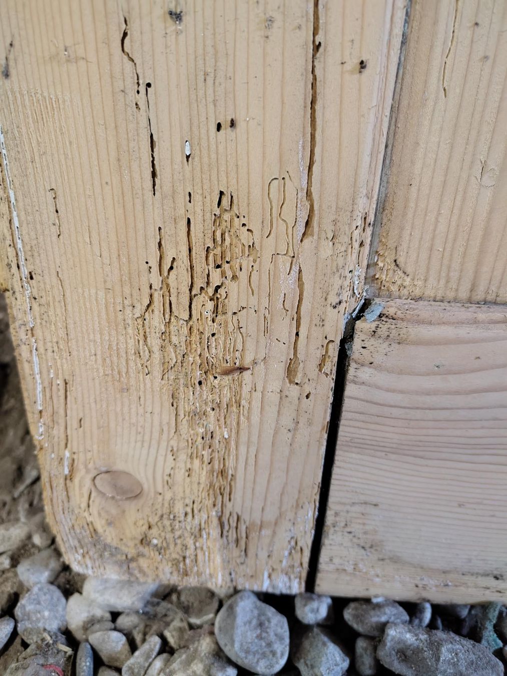 Porte: Holztür – Difettoso da Cazis venduto da jaiyen 5