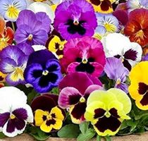 50 Samen Terrassen Blumen “VIOLA WITTROCKIANA”‪