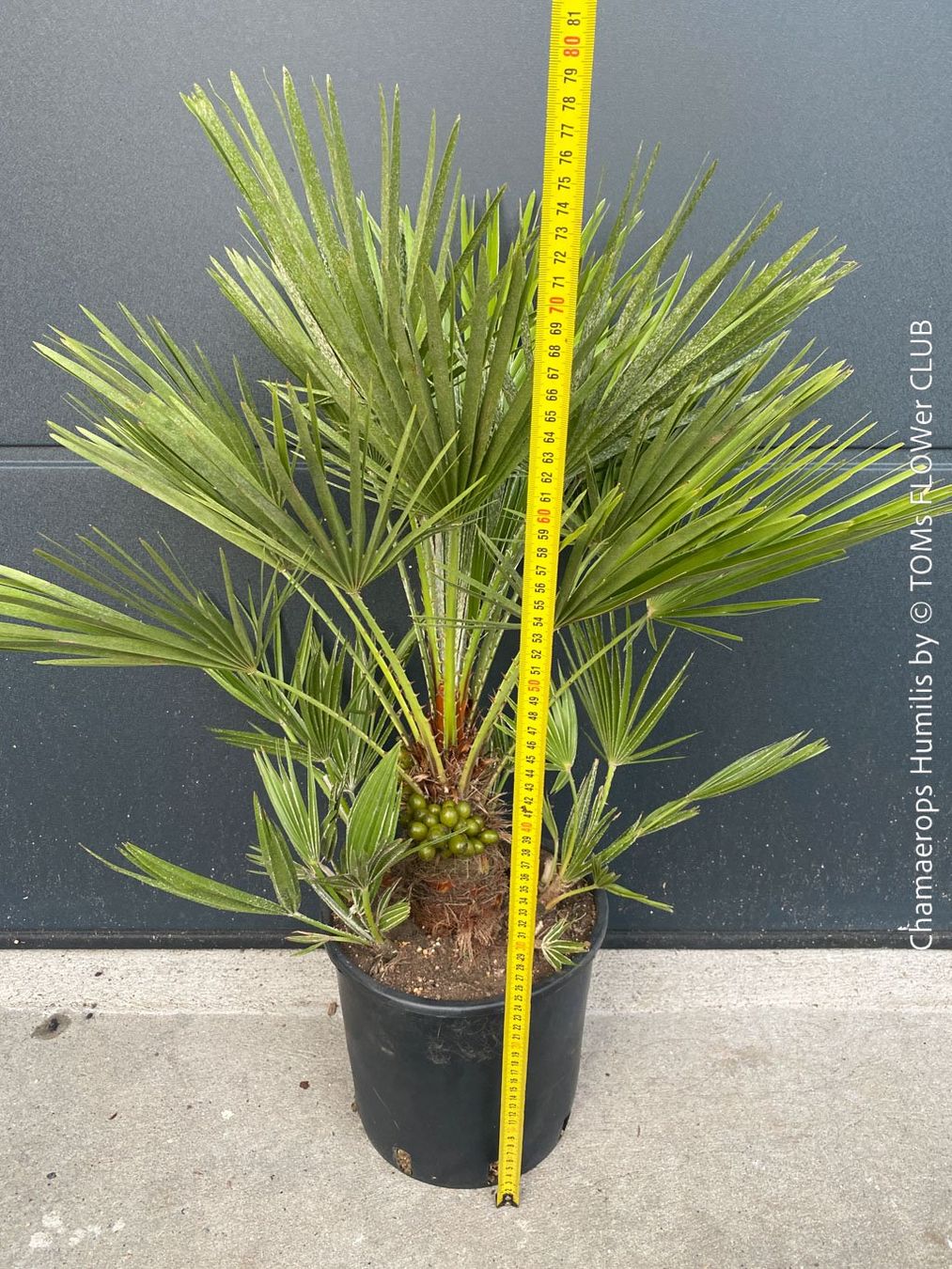 Piante & sementi: Chamaerops Humilis - fürs Haus oder Garten - robuste Palme – Nuovo e nell'imballaggio originale da Adliswil venduto da TAKEYOURPLANT 3