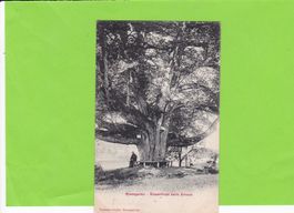 Bremgarten-Riesenlinde beim Emaus-belebt--1906
