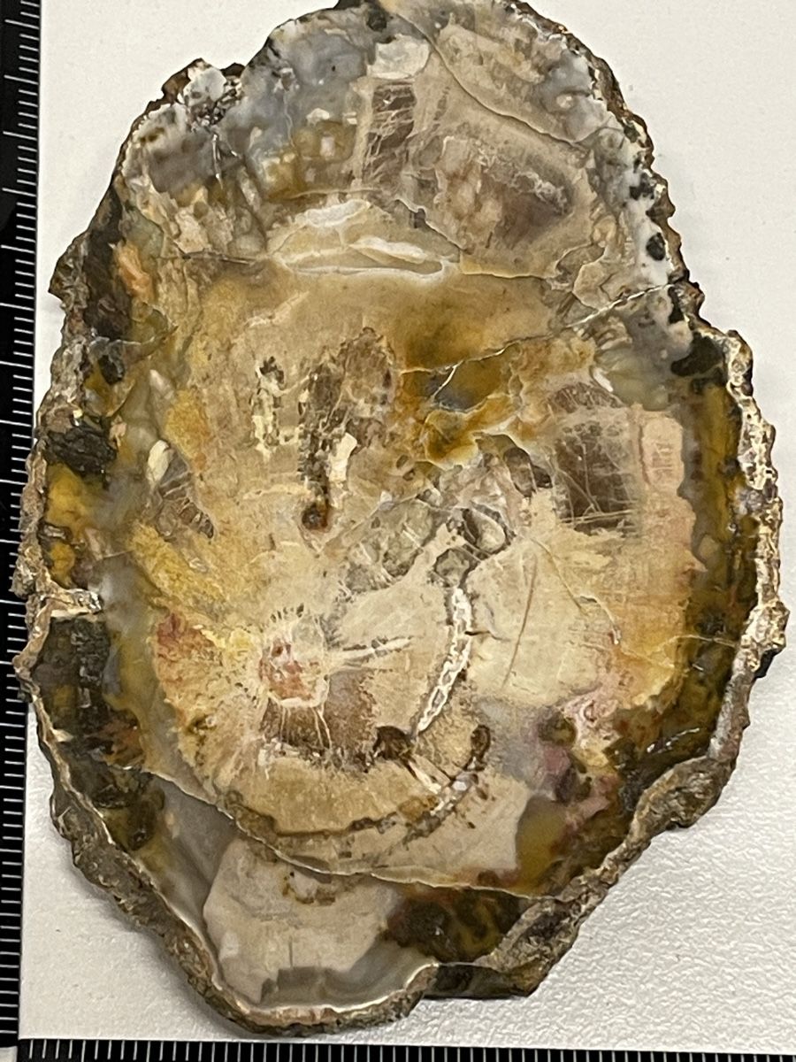 Minerali & Pietre curative: Heilstein / versteinertes Holz / Edelstein – Usato da Rümlang venduto da euqinom16 1