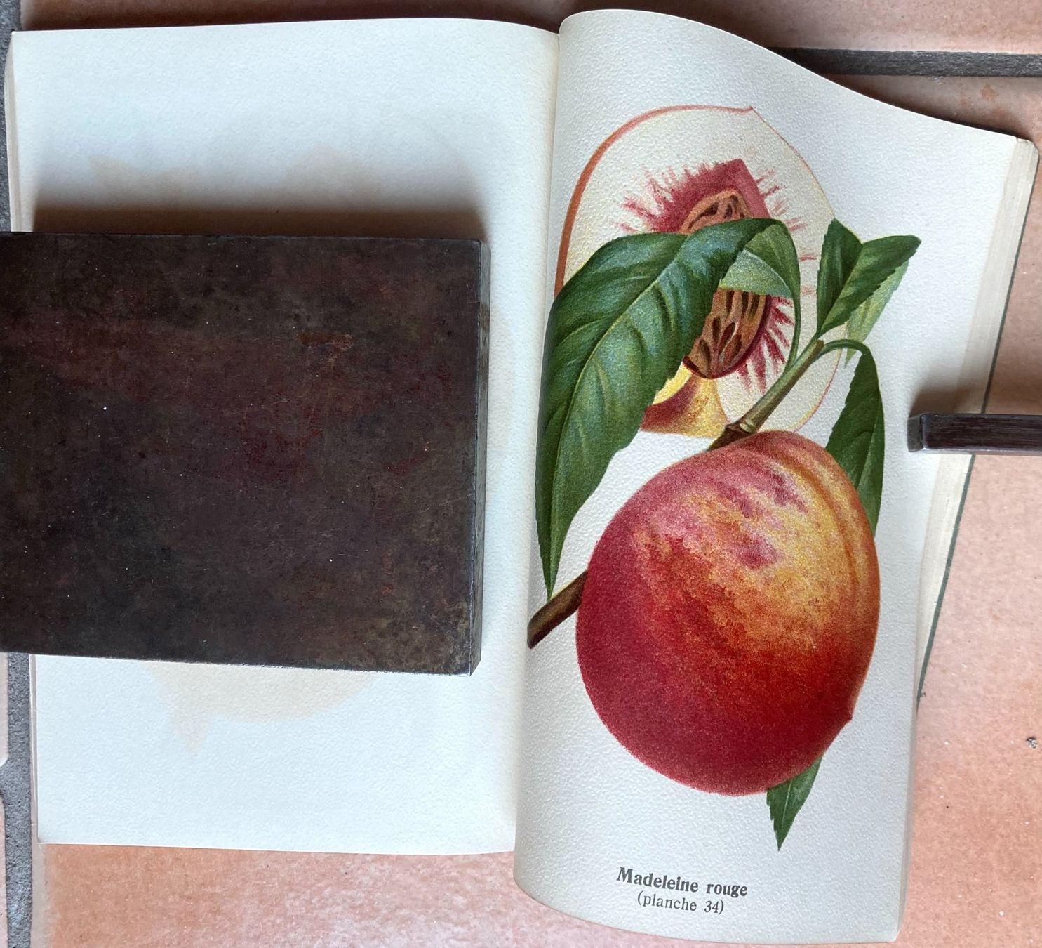 Bücher: Pomologie Romande Illustrée - 1916 – Gebraucht aus Versoix von HELVETICA_1 4