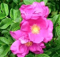 30 Samen von Wilde Hagebutten duftige Rose‪