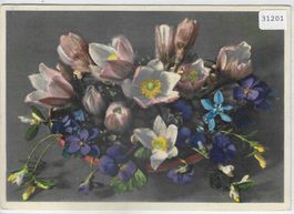 Anemone vernalis - Bergblumen - Litho
