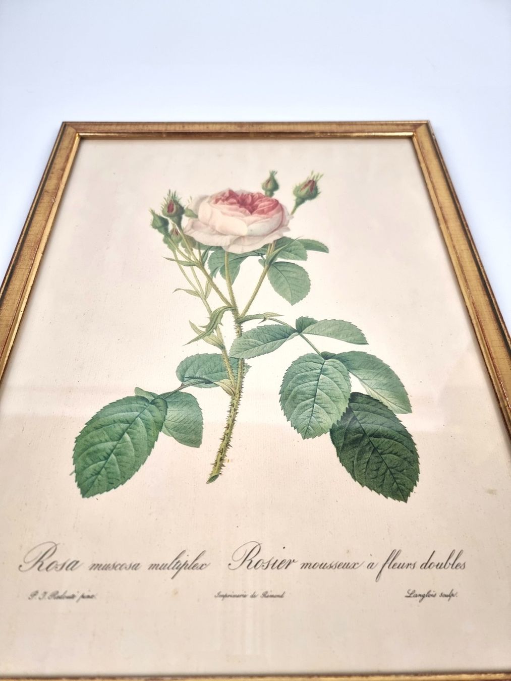 Foto & Immagini: Wandbild Rose – Usato da Urtenen-Schönbühl venduto da Restwert_Schoenbuehl 8