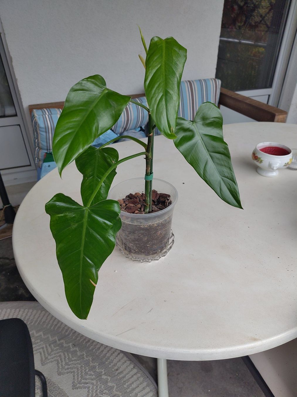 Pflanzen & Samen: Philodendron – Gebraucht aus Hinterkappelen von ale_jw55