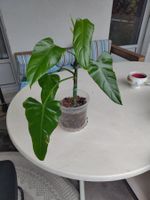 Philodendron
