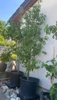 Apfel Baum Pflanzen Blumen Blumentopf Pflanzentopf Topf