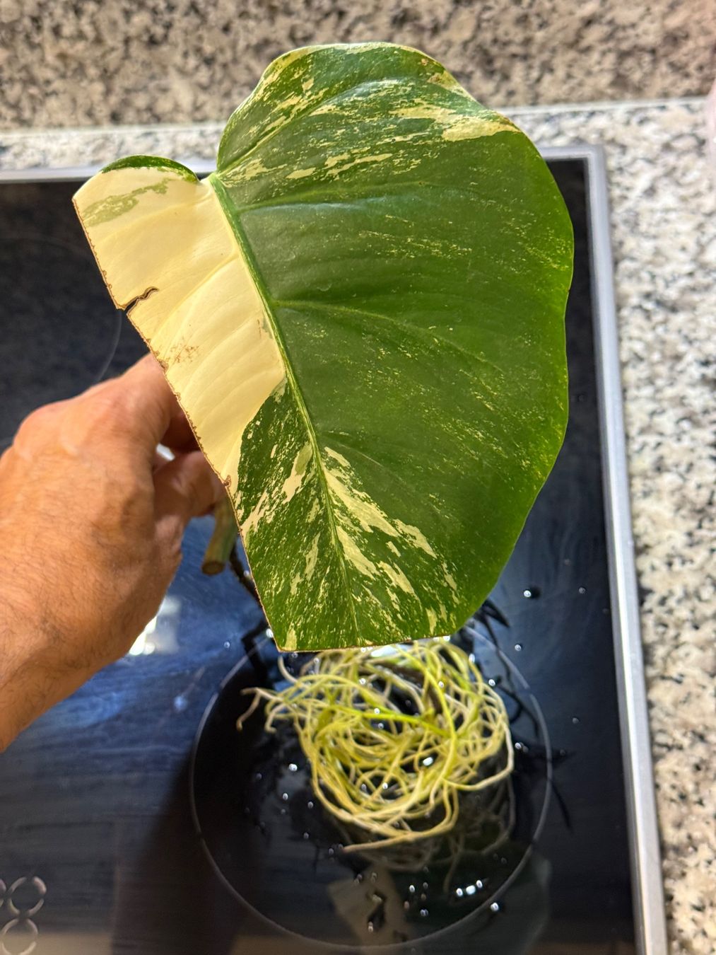 Piante & sementi: Monstera Variegata Steckling von einer Half-Moon-Mutterpflan – Usato da Mendrisio venduto da MonsteraLovers 2