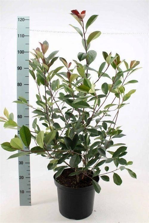 Pflanzen & Samen: Photinia fraseri "Red Robin" 100-125cm – Neu (gemäss Beschreibung) aus Sursee von pflugshaupt01