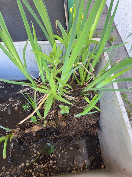 Teichpflanzen Schöne Schwertlilien für Ihren Gartenteich Kaufen auf