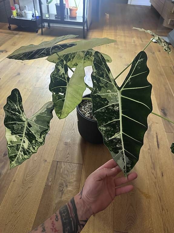 Piante & sementi: Alocasia Frydek variegata – Usato da Heimberg venduto da pas_9bd9