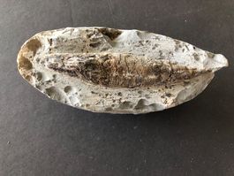 Fisch, Versteinerung, 17 cm Gesamtlänge Stein