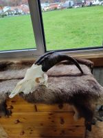 Geissbock