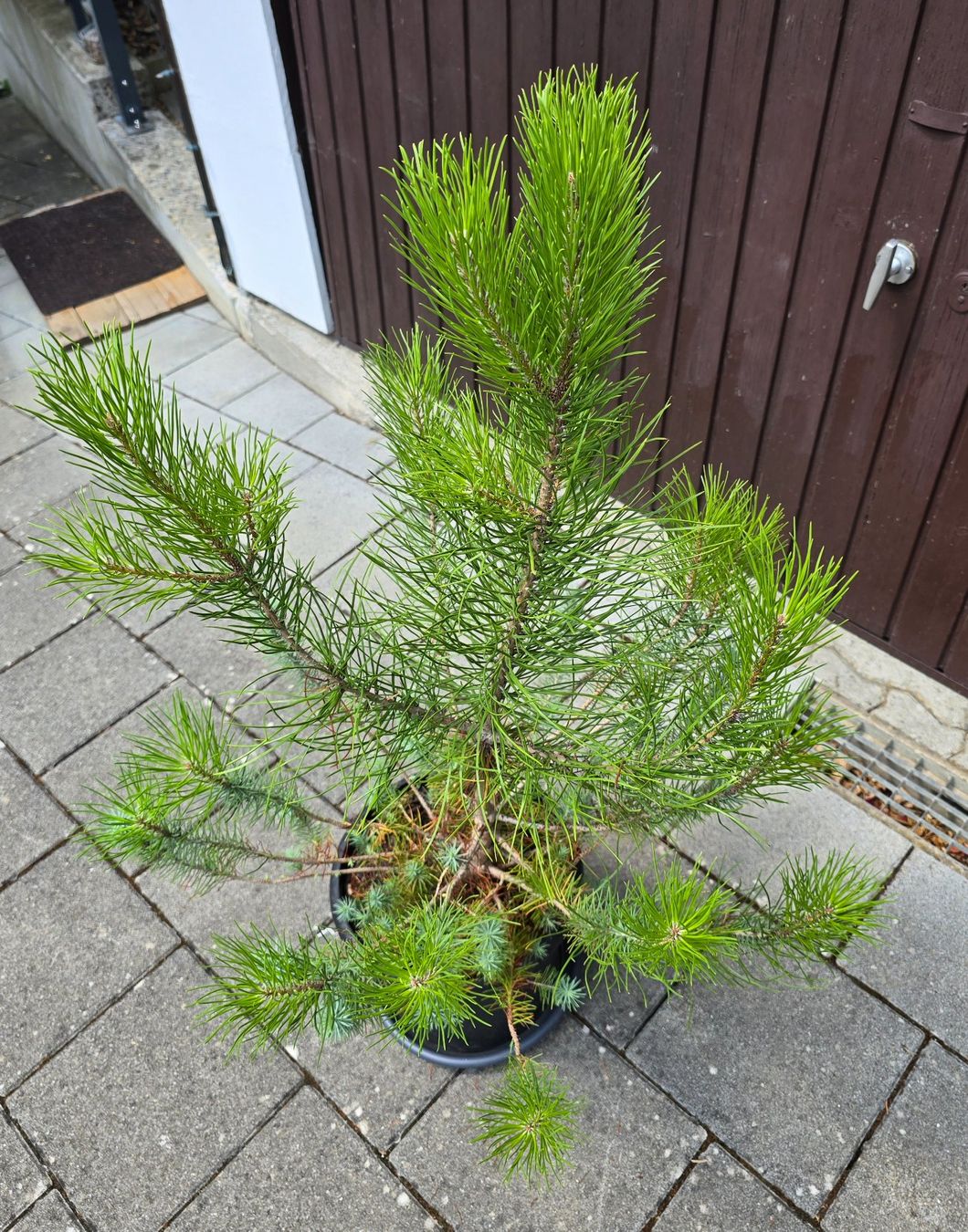 Pflanzen & Samen: Pinus silver crest 🌲 – Gebraucht aus Aarburg von popkorn65 5