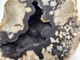 Agatized coral - Tampa Bay, Tampa, Florida