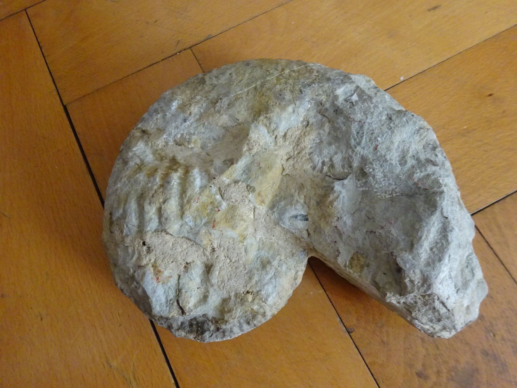 Fossilien: Grosser Ammonit / 3500 Gramm – Gebraucht aus Esslingen von eintagammeer 8