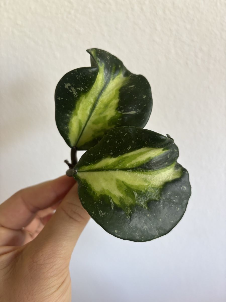 Piante & sementi: Hoya Obovata Variegata Splash – Usato da olten venduto da momo2417