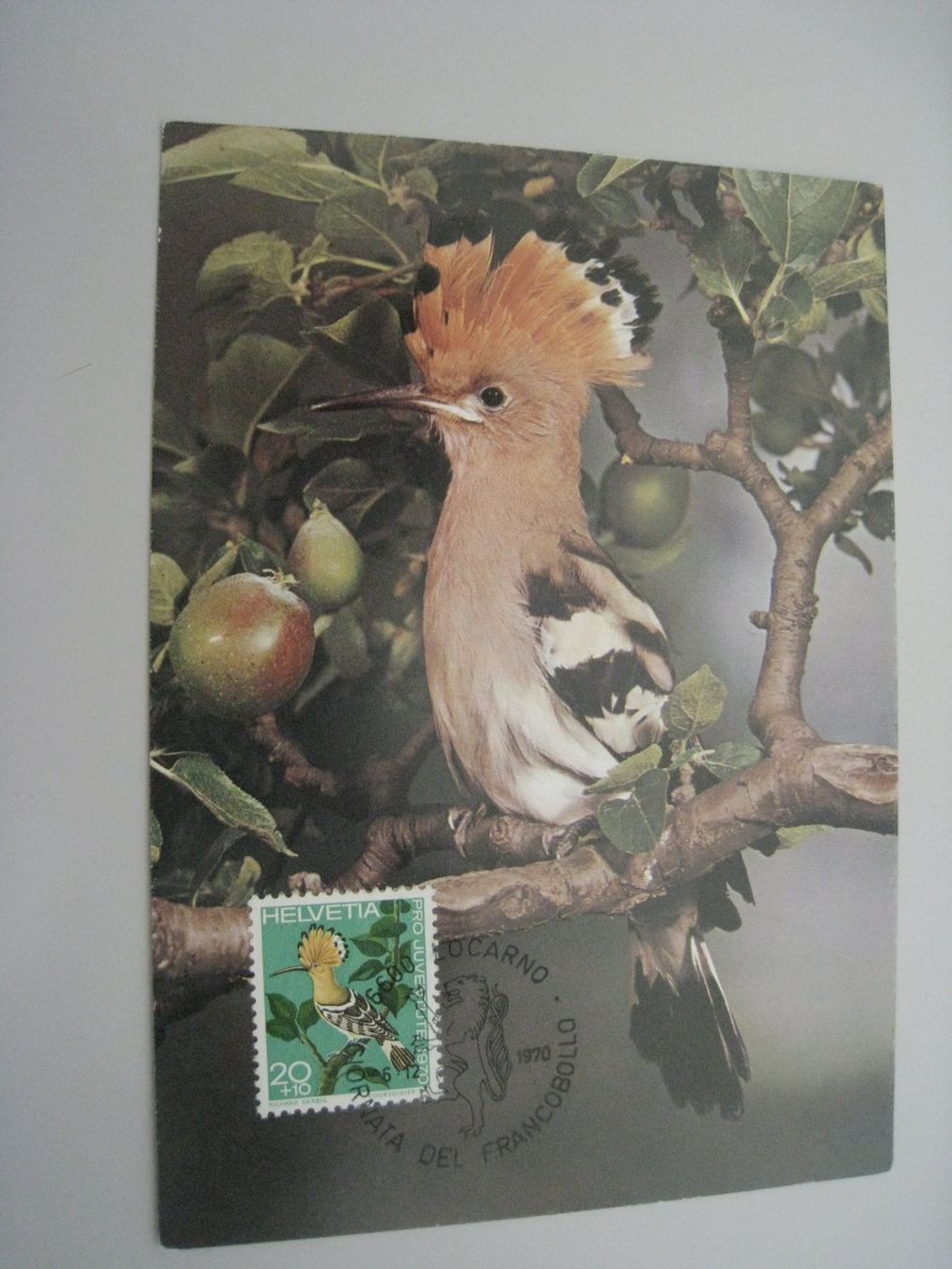 Cartoline postali: Junger Wiedehopf   1970 ungelaufen – Usato da Aarwangen venduto da Pinsel7890