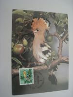 Junger Wiedehopf   1970 ungelaufen