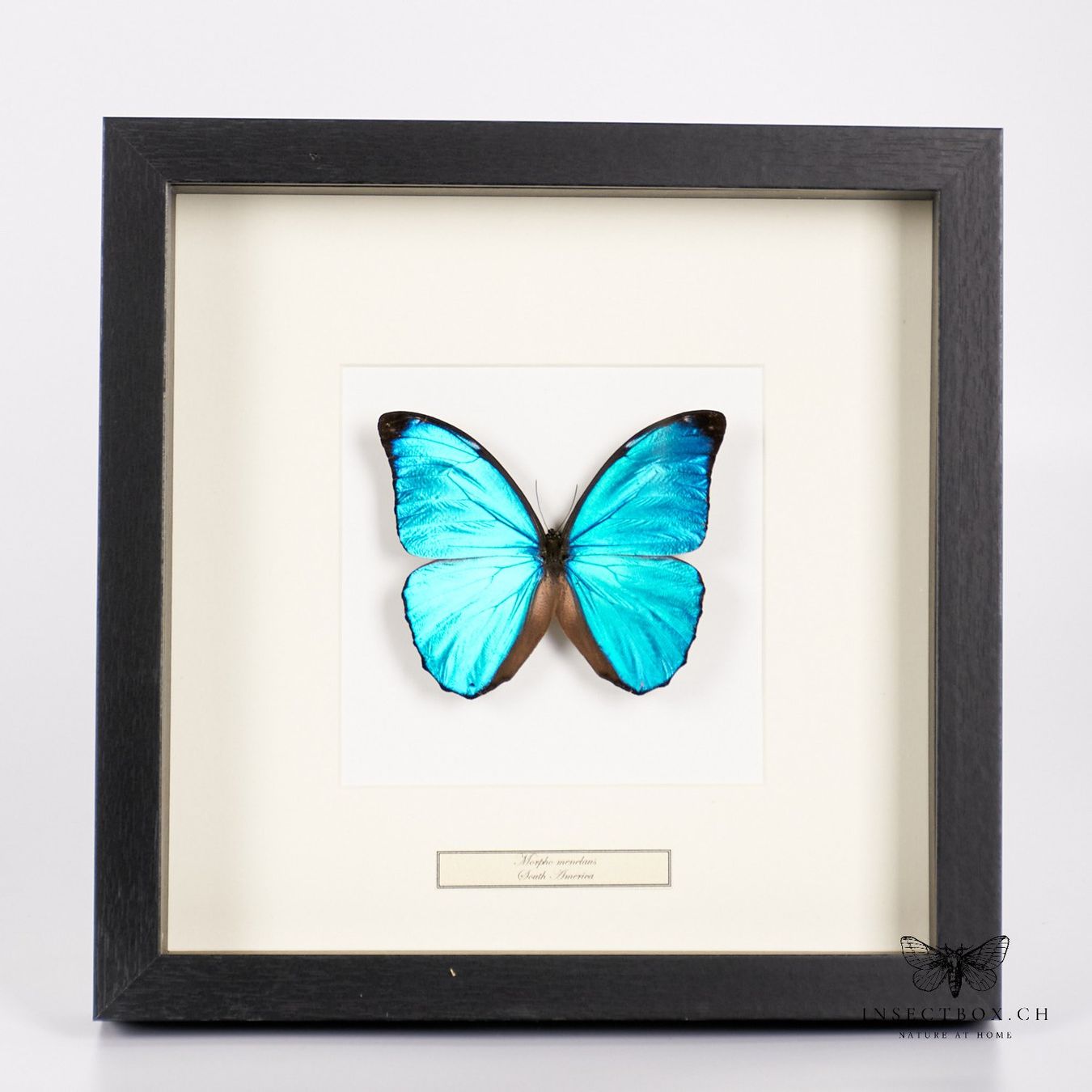 Welt der Tiere: Blauer Morpho Menelaus Schmetterling - Morpho menelaus – Neu (gemäss Beschreibung) aus Ostermundigen von CarmineHome
