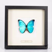 Blauer Morpho Menelaus Schmetterling - Morpho menelaus