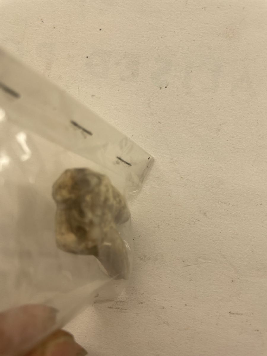 Fossili: Fossiler Zahn 1 Stk, Alter unbekannt – Usato da Hinwil venduto da ilon13 4