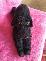 Pudel vollbeweglich alt hund