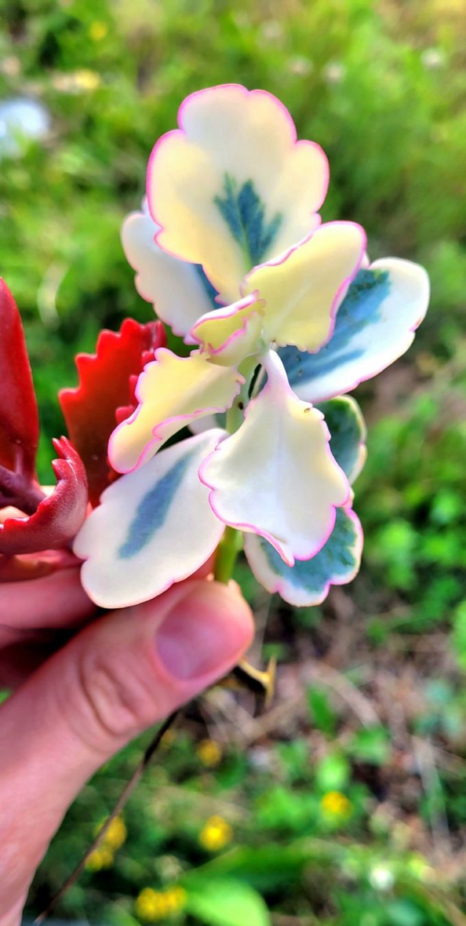 Piante & sementi: Kalanchoe Stecklinge – Nuovo (secondo la descrizione) da Zürich venduto da The_Plant_Wizard 1
