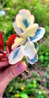 Kalanchoe fedtschenkoi Variegata 🪷
