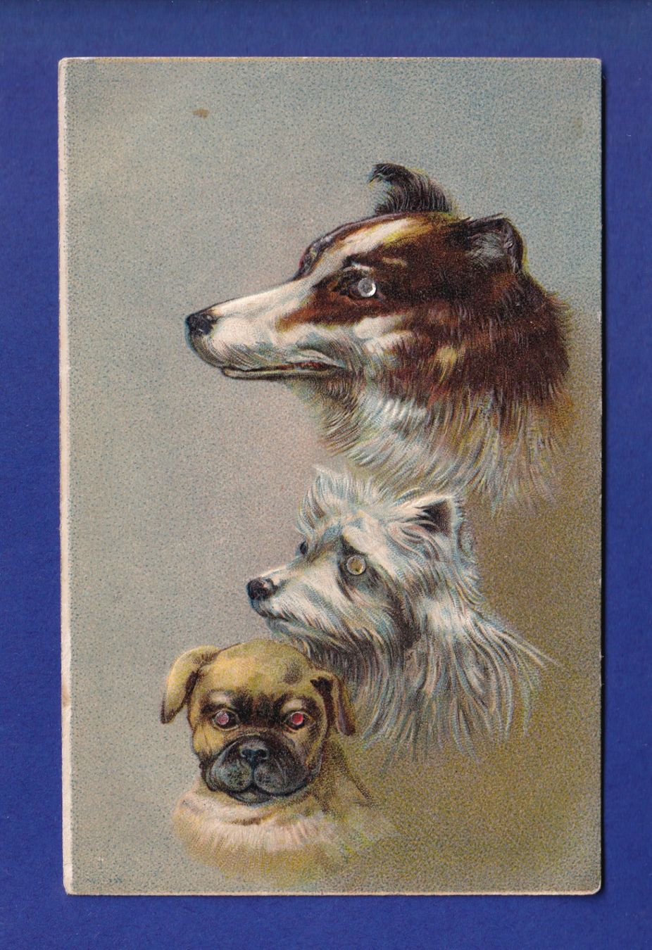 Cartoline postali: CHIEN / HUND - Carte gauffrée – Usato da Pully venduto da nicecards-shop