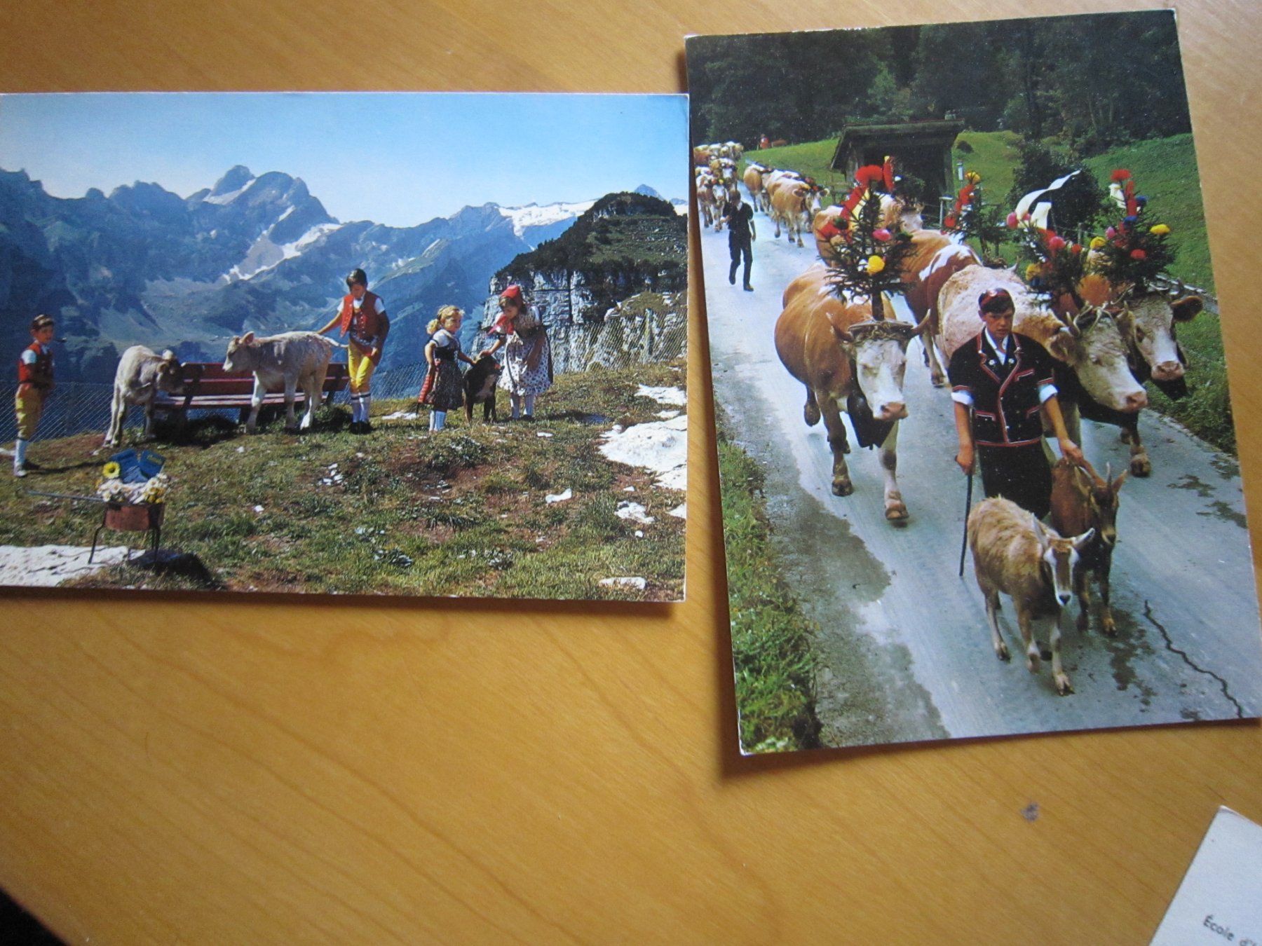 Cartoline postali: No 17 schöne Postkarten Kühen – Usato da Gordola venduto da Polentaefung 6
